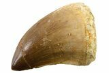 Fossil Mosasaur (Thalassotitan) Tooth - Morocco #341484-1